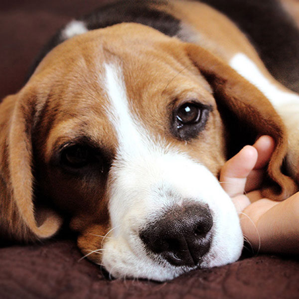 Выставка-фестиваль WOOF