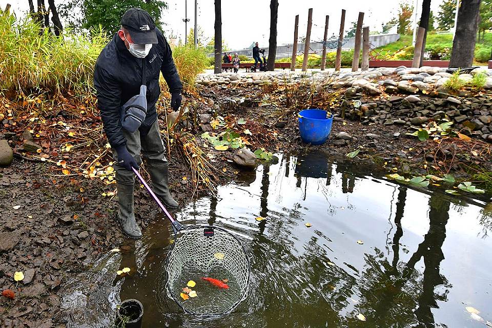 Рыбок из прудов «Зарядья» отправили на зимовку