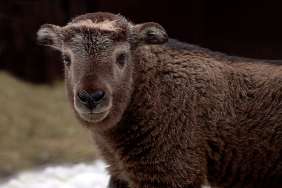 В Московском зоопарке родился краснокнижный сычуаньский такин
