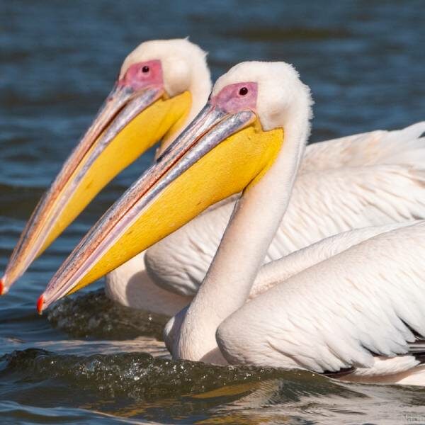 Выставка «Пеликантность. Пеликаны мира»