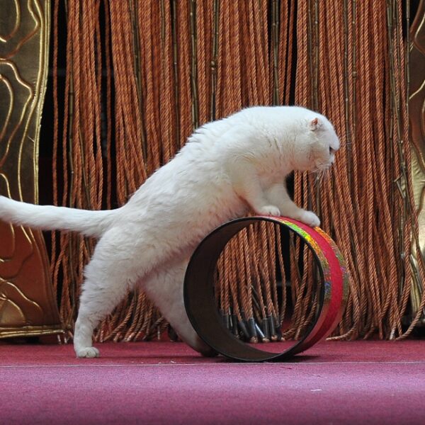 Ночь искусств в Театре кошек Куклачева