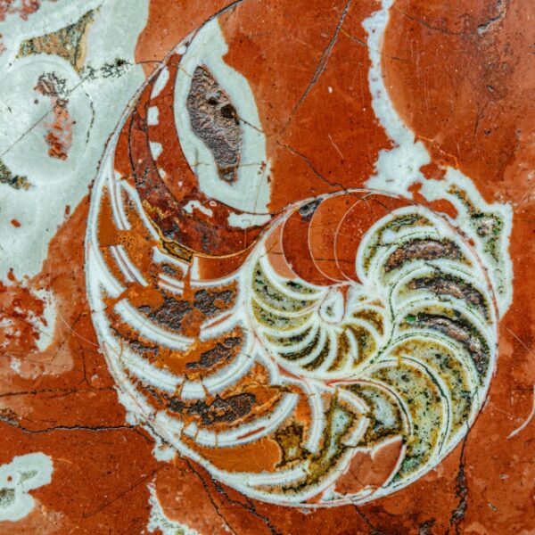 Выставка «Рейс в Мезозой: планетарий – метро»