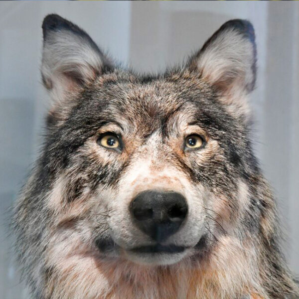 Биологический квест на ВДНХ