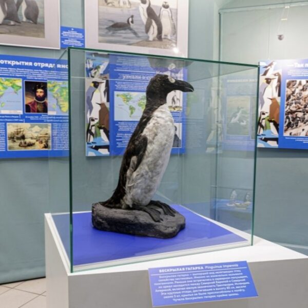 Выставка «Пингвины» в Дарвиновском музее