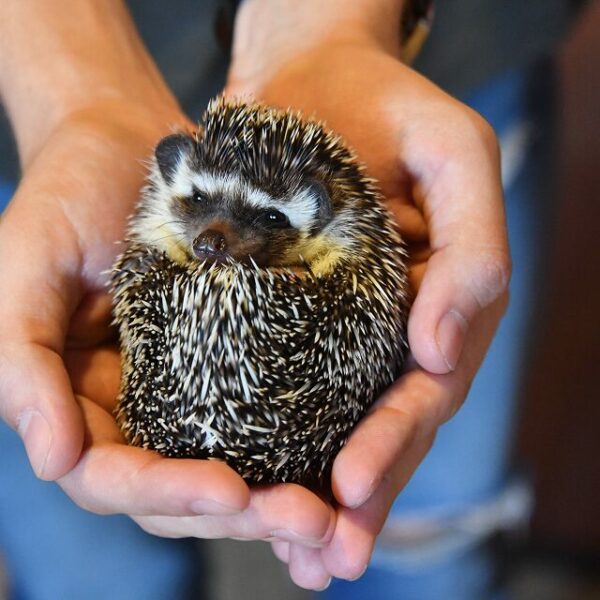 Фестиваль «Ежи»