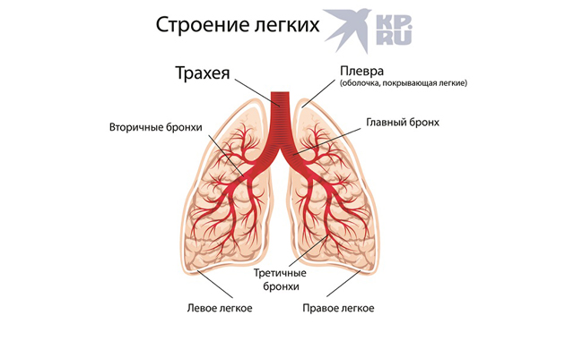 Строение легких