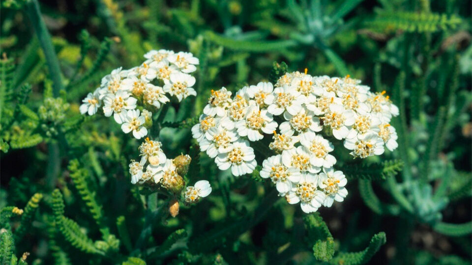 Тысячелистник обыкновенный