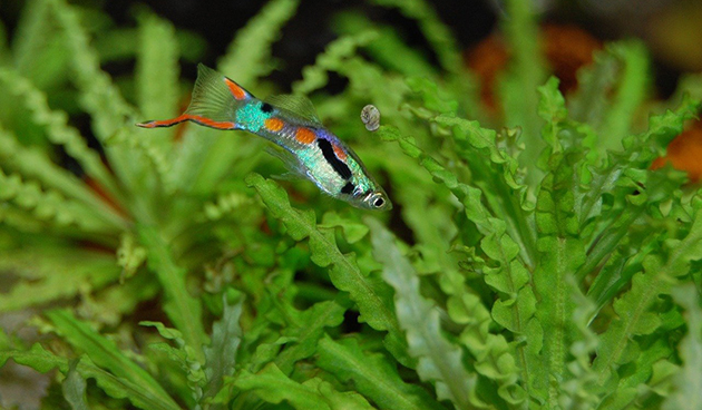 Рыбки гуппи