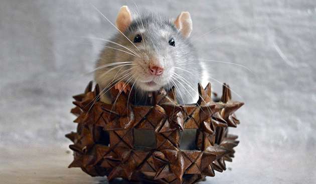 Декоративные крысы