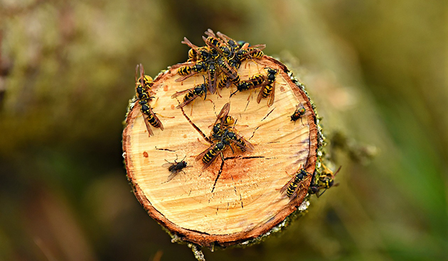 Осы на даче