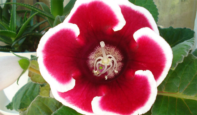 Глоксиния сорт Кайзер Фридрих