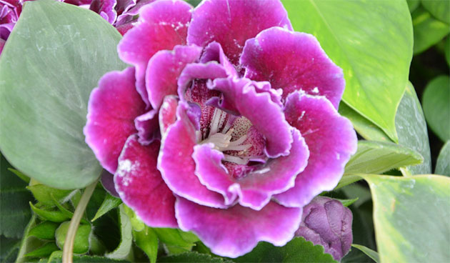 Глоксиния сорт Виолацеа