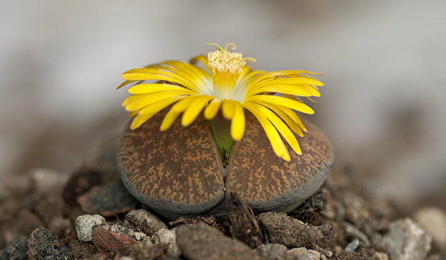 Литопс Аукамп (Lithops aucampiae)