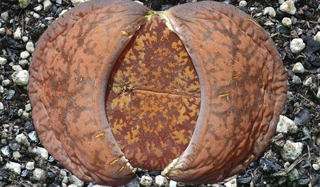 Литопс Бромфилда (Lithops bromfieldii)