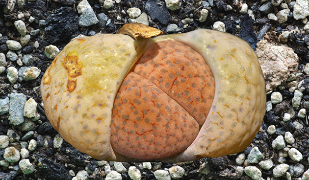 топс рыжеголовый (Lithops fulviceps)