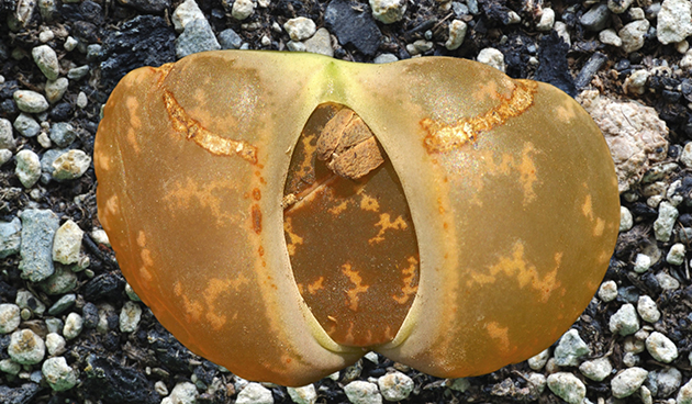 Литопс Лесли (Lithops lesliei)