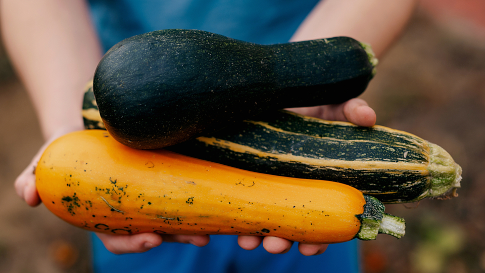 Когда сажать рассаду кабачков в 2026 году по лунному календарю