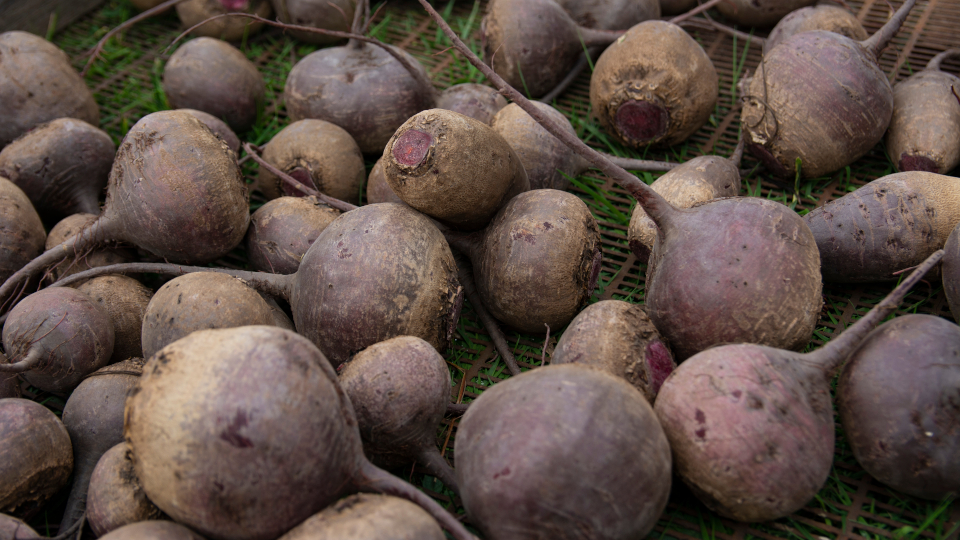 Хранение свеклы