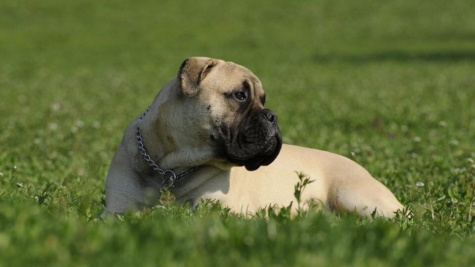 Бульмастиф