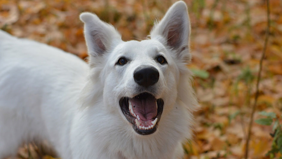 Описание внешности