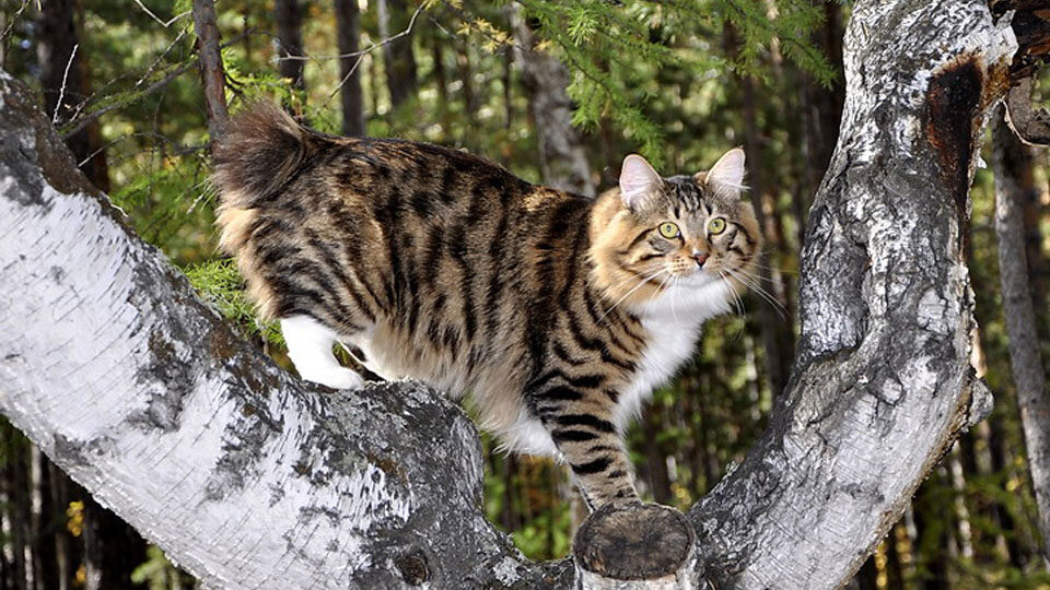 Курильский бобтейл кошка