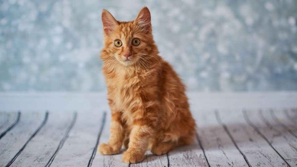 Американский бобтейл кошка