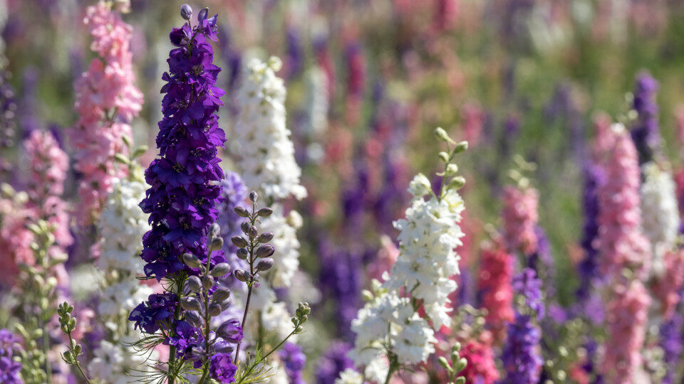 Дельфиниум