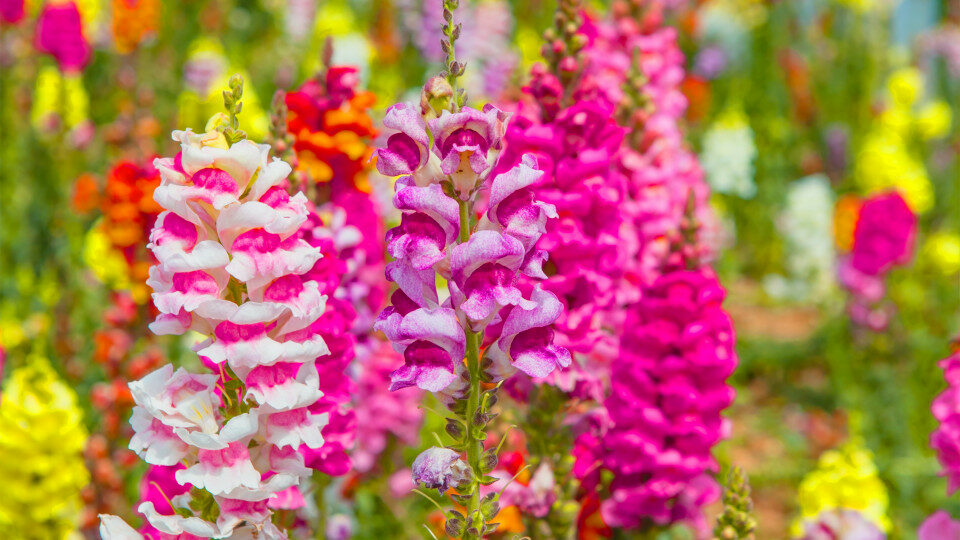 Snapdragon (antirrhinum)