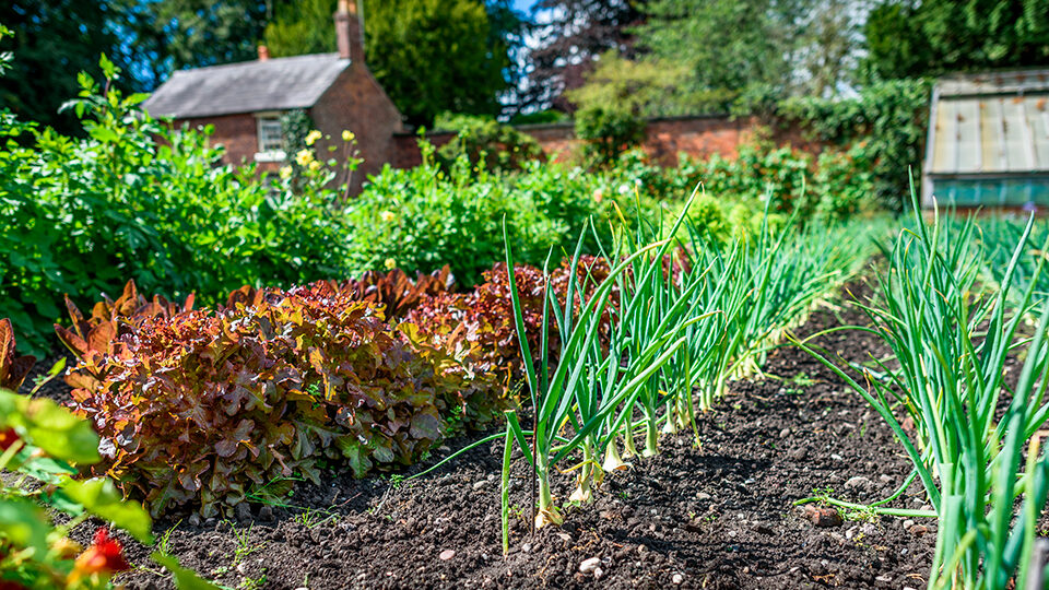 Неприхотливые овощи для огорода