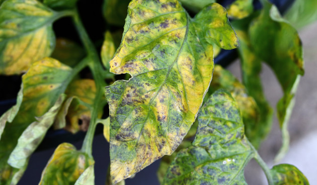 Септориоз (белая пятнистость)