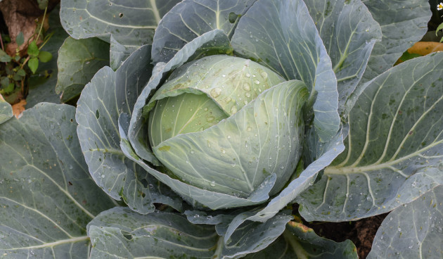 Белокочанная капуста