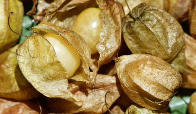 Физалис земляничный