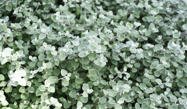 Гелихризум черешковый