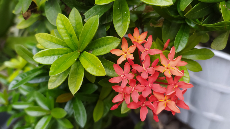 Иксора цветок