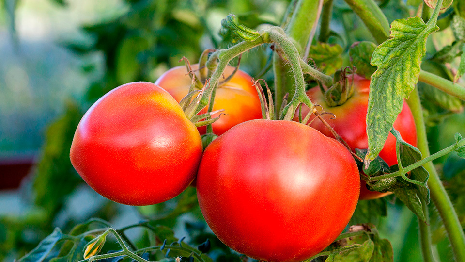 Томат Вельможа