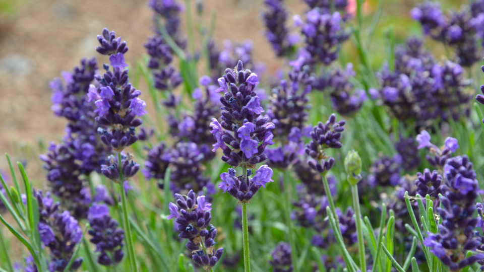 Лаванда