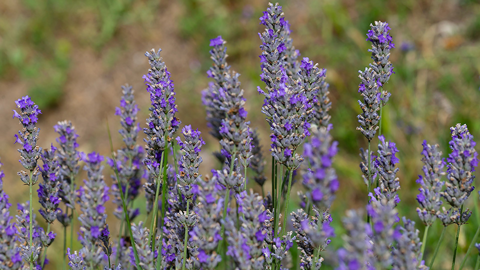 Лаванда узколистная