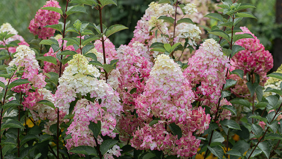 Гортензия Фрайз Мельба