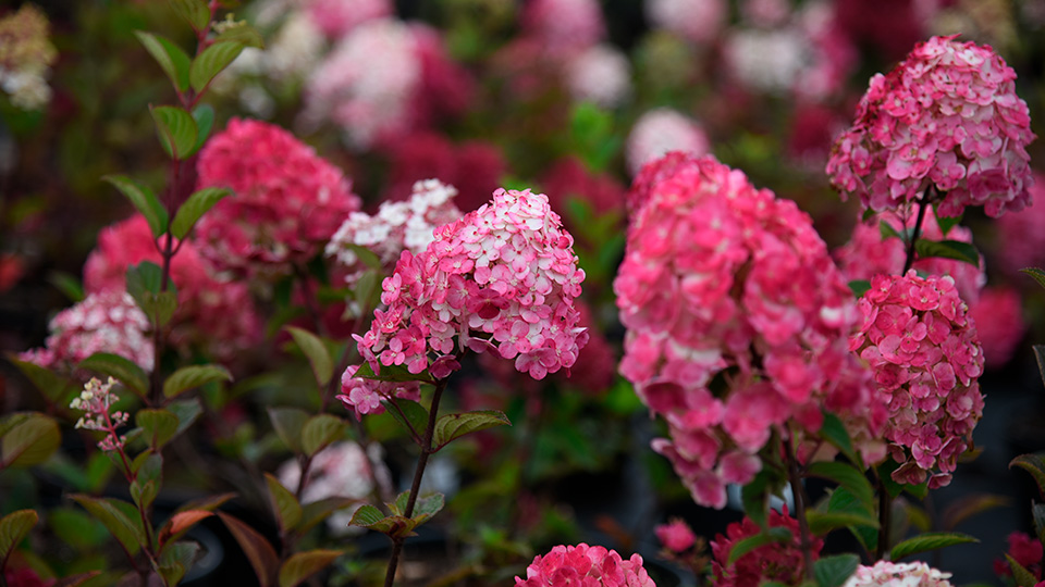 Гортензия Самарская Лидия