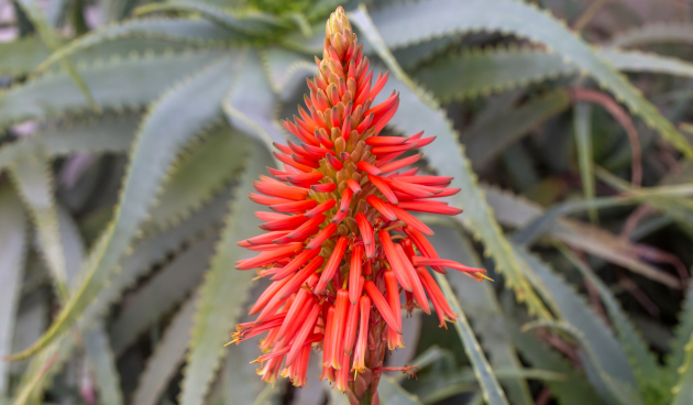 Температура