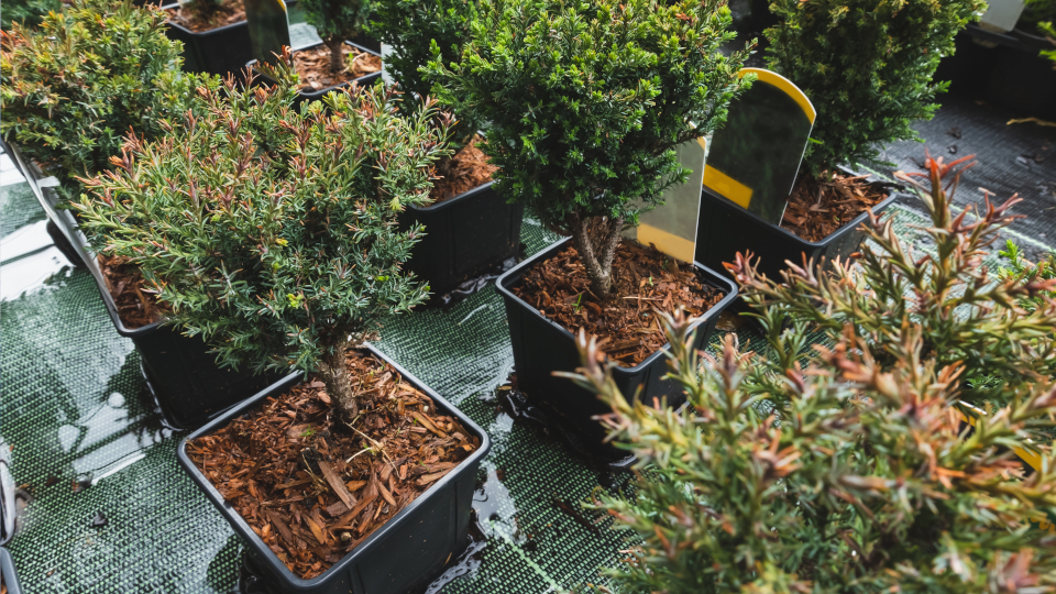 Кипарисовик Лавсона