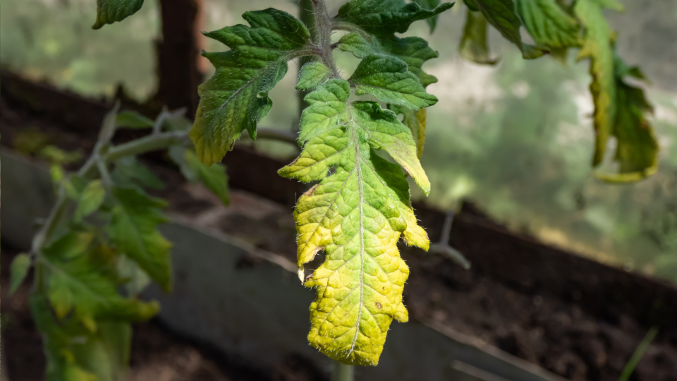Желтеют листья у рассады томатов