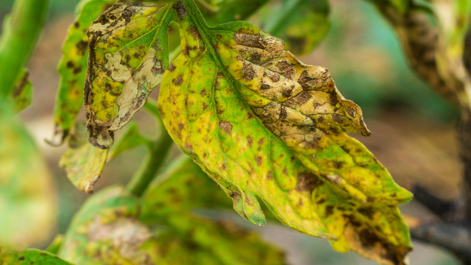 Профит Голд