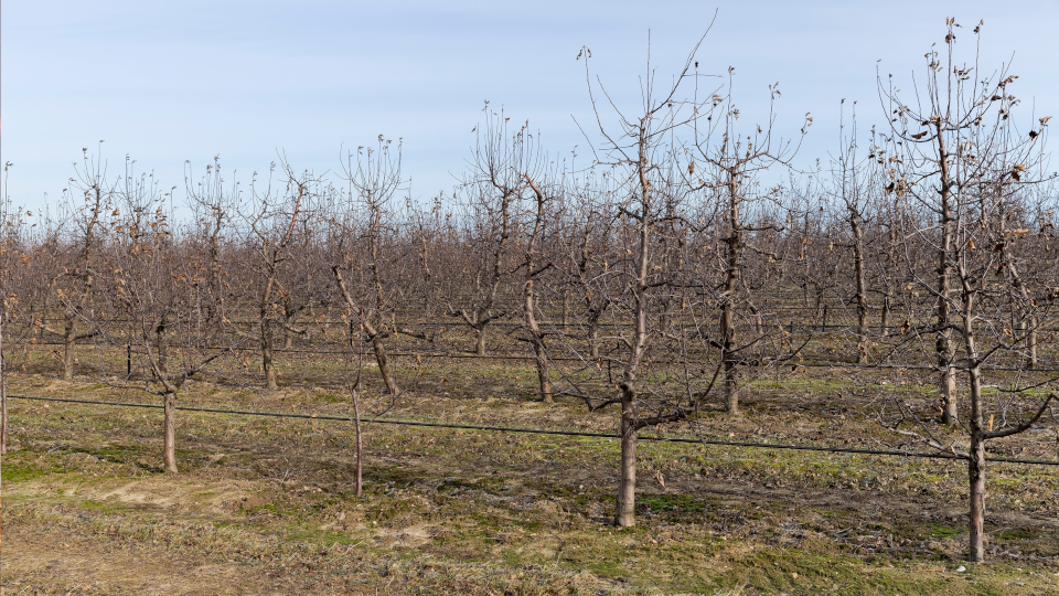 Искореняющая обработка сада осенью от вредителей и болезней