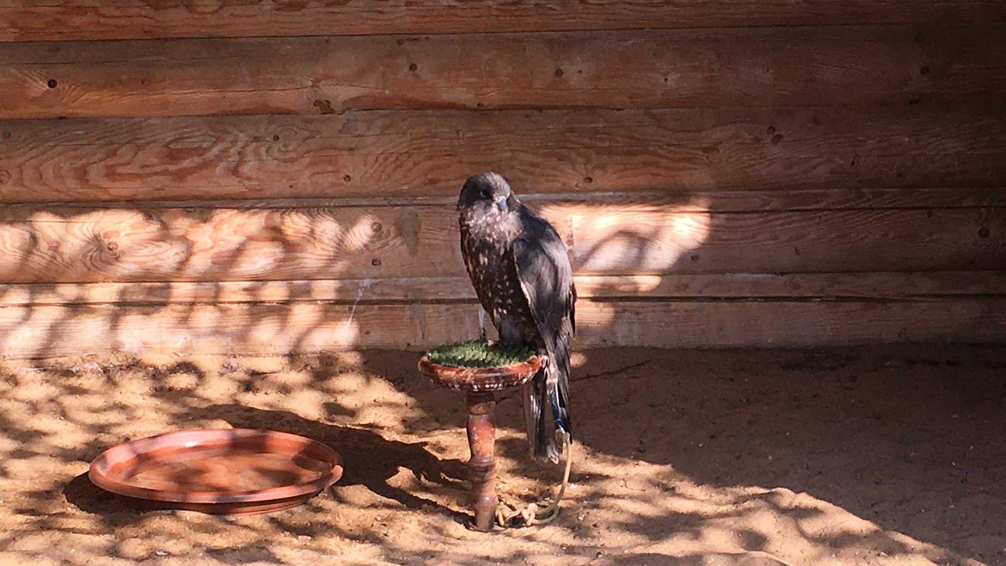Соколиный двор. Соколиный двор. Соколиный двор великий новгород. Соколиный двор в коломенском. Соколиный двор.