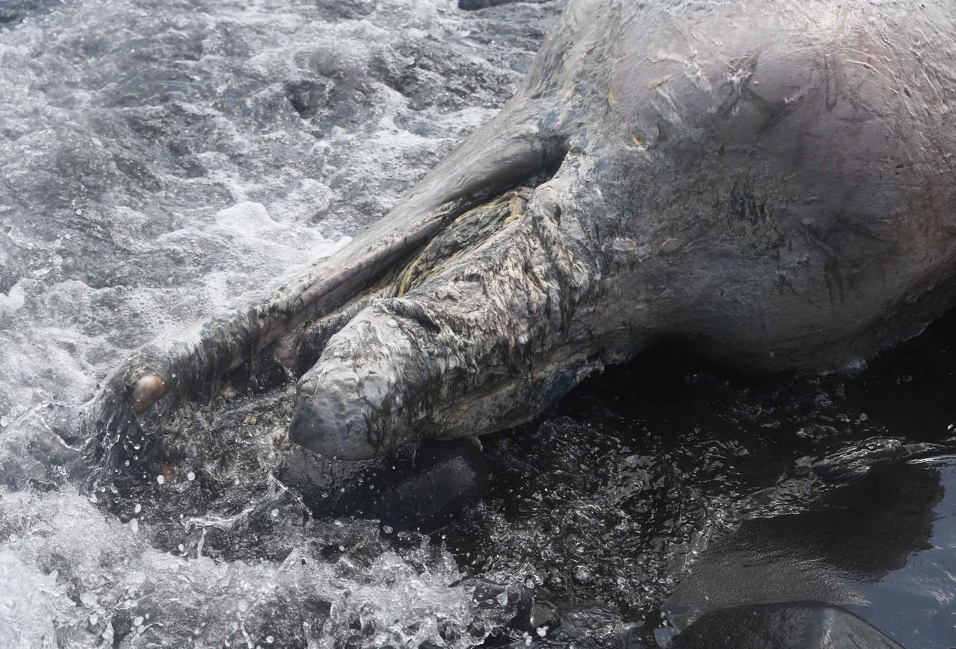 экспедиция на курилы 85