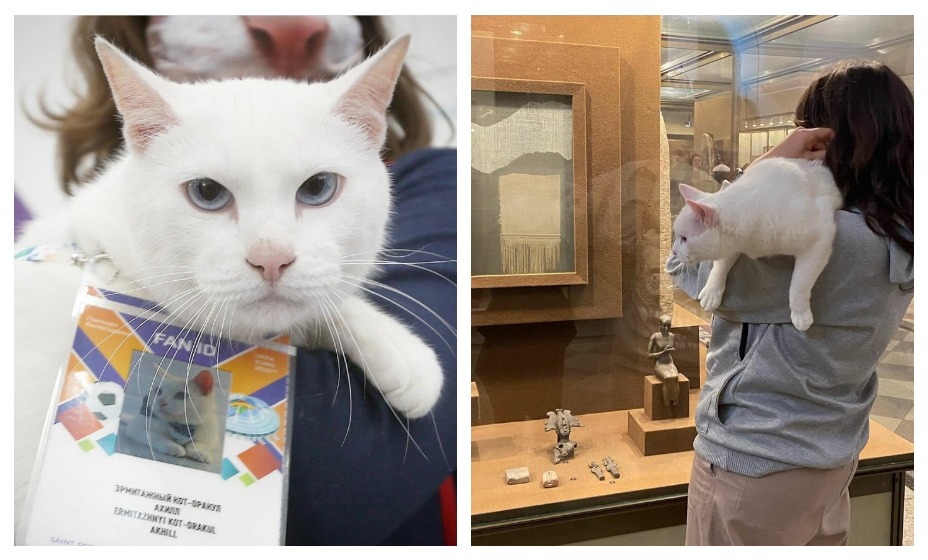 Эрмитажный кот Ахилл из Санкт-Петербурга предсказал исход встречи Швейцария - Испания на Евро. Фото: Соцсети Ахилла