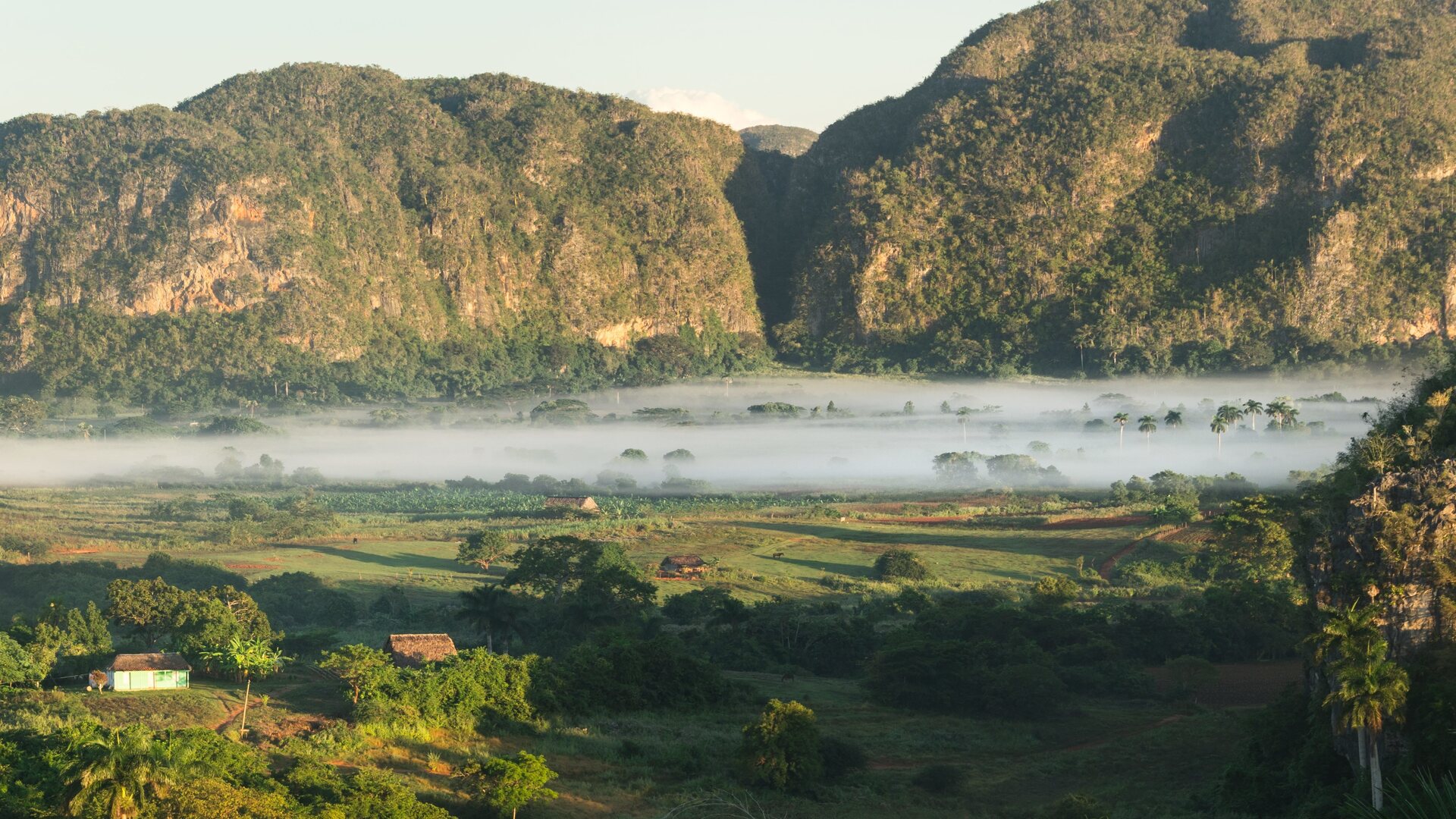 Каждое утро поля и пальмы в долине Виньялес окутаны облаками.