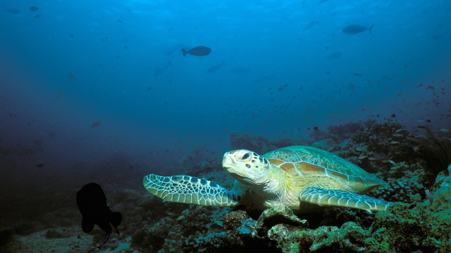 Морская черепаха замечена во время погружения, остров Сипадан.