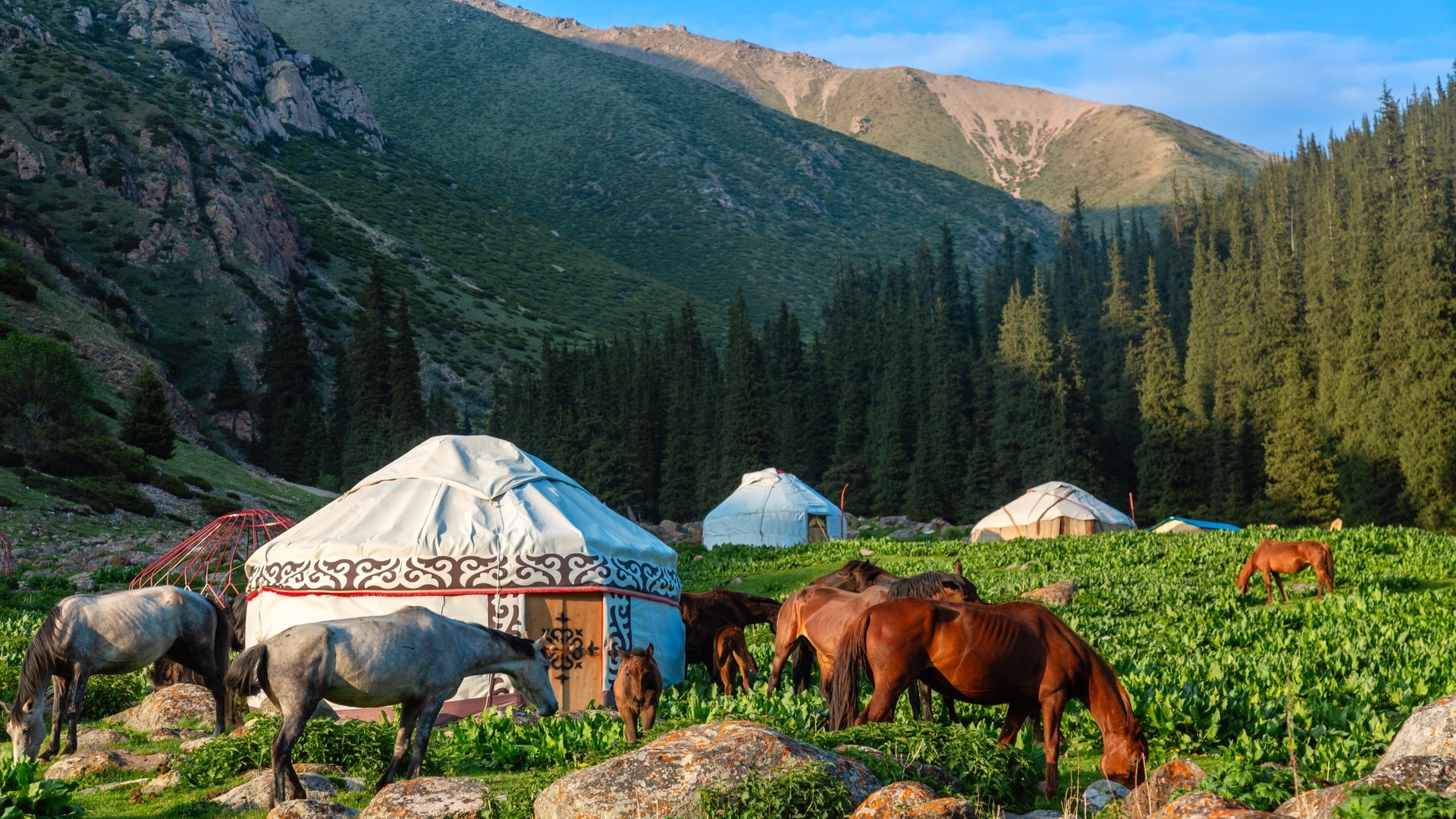 Долина Алтын-Арашан с кыргызскими юртами и лошадьми, город Каракол.